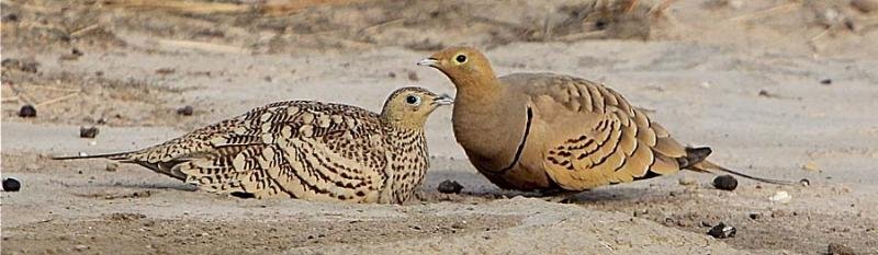 Sandgrouse