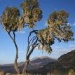 Giant heather in the Simien Mountains National Park