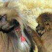 Geladas grooming