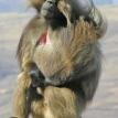 Gelada Baboon, Simien Mountains