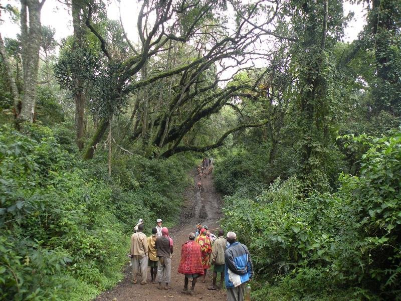 Trekking on Shekolo forest trail